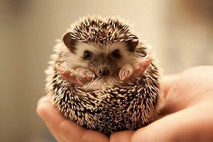 Blogs . prickly hedgehog
